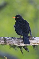 Eurasian Blackbird